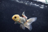 Baby Thai Oranda  Panda 3.5 Inch (ID#1217ToPTA-23) Free2Day SHIPPING