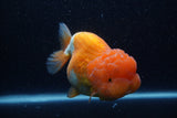 Jumbo Lionchu  Red White 4.5 Inch (ID#218R12a-112)