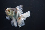 Thai Oranda  Tricolor 5 Inch (ID#1004R12c-122) Free2Day SHIPPING