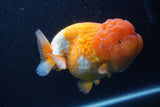 Jumbo Lionchu  Red White 4.5 Inch (ID#218R12a-112)