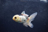 Baby Thai Oranda  Panda 3.5 Inch (ID#1217ToPTA-23) Free2Day SHIPPING