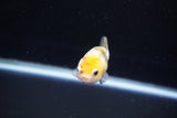 Baby Ranchu  Calico 2.5 Inch (ID#1108R9c-39) Free2Day SHIPPING