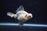 Butterfly  Calico 3.5 Inch (ID#228B8b-42) Free2Day SHIPPING