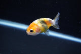 Baby Ranchu  Calico 2.5 Inch (ID#1108R9c-39) Free2Day SHIPPING