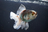 Thai Oranda  Tricolor 5 Inch (ID#1004R12c-122) Free2Day SHIPPING