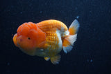 Jumbo Lionchu  Red White 4.5 Inch (ID#218R12a-112)