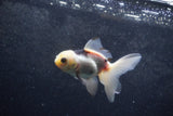 Baby Thai Oranda  Panda 3.5 Inch (ID#1217ToPTA-23) Free2Day SHIPPING