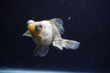Butterfly  Calico 3.5 Inch (ID#228B8b-42) Free2Day SHIPPING