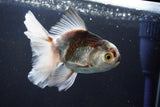 Thai Oranda  Tricolor 5 Inch (ID#1004R12c-122) Free2Day SHIPPING