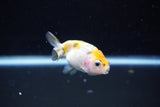 Baby Ranchu  Calico 2.5 Inch (ID#1108R9c-39) Free2Day SHIPPING