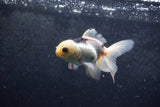 Baby Thai Oranda  Panda 3.5 Inch (ID#1217ToPTA-23) Free2Day SHIPPING