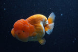 Jumbo Lionchu  Red White 4.5 Inch (ID#218R12a-112)