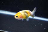 Baby Ranchu  Calico 2.5 Inch (ID#1108R9c-39) Free2Day SHIPPING