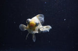 Butterfly  Calico 3.5 Inch (ID#228B8b-42) Free2Day SHIPPING