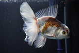 Thai Oranda  Tricolor 5 Inch (ID#1004R12c-122) Free2Day SHIPPING