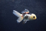 Baby Thai Oranda  Panda 3.5 Inch (ID#1217ToPTA-23) Free2Day SHIPPING