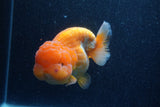 Jumbo Lionchu  Red White 4.5 Inch (ID#218R12a-112)
