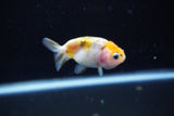 Baby Ranchu  Calico 2.5 Inch (ID#1108R9c-39) Free2Day SHIPPING