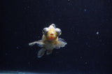 Butterfly  Calico 3.5 Inch (ID#228B8b-42) Free2Day SHIPPING