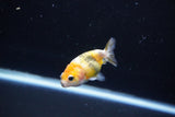 Baby Ranchu  Calico 2.5 Inch (ID#1108R9c-39) Free2Day SHIPPING