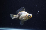 Butterfly  Calico 3.5 Inch (ID#228B8b-42) Free2Day SHIPPING