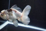 Thai Oranda  Panda 5 Inch (ID#1008R12c-122) Free2Day SHIPPING