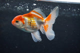 Baby Thai Oranda  Red White 3.5 Inch (ID#408TPTA-90) Free2Day SHIPPING