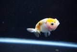 Baby Ranchu  Calico 2.5 Inch (ID#1108R9c-39) Free2Day SHIPPING