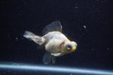 Butterfly  Calico 3.5 Inch (ID#228B8b-42) Free2Day SHIPPING