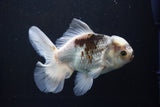 Thai Oranda  Panda 5 Inch (ID#1008R12c-122) Free2Day SHIPPING