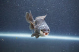 Baby Thai Oranda  Panda 3.5 Inch (ID#1011ToPTA-40) Free2Day SHIPPING