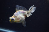 Butterfly  Calico 3.5 Inch (ID#228B8b-42) Free2Day SHIPPING