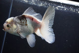 Thai Oranda  Panda 5 Inch (ID#1008R12c-122) Free2Day SHIPPING