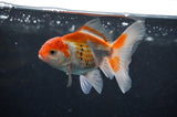 Baby Thai Oranda  Red White 3.5 Inch (ID#408TPTA-90) Free2Day SHIPPING