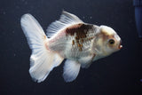 Thai Oranda  Panda 5 Inch (ID#1008R12c-122) Free2Day SHIPPING