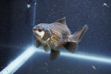 Baby Thai Oranda  Panda 3.5 Inch (ID#1011ToPTA-40) Free2Day SHIPPING