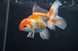 Baby Thai Oranda  Red White 3.5 Inch (ID#408TPTA-90) Free2Day SHIPPING