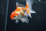 Baby Thai Oranda  Red White 3.5 Inch (ID#408TPTA-90) Free2Day SHIPPING
