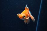 Butterfly  Red White 3.5 Inch (ID#328B8b-35) Free2Day SHIPPING