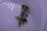 Butterfly  Calico 3.5 Inch (ID#228B8b-42) Free2Day SHIPPING