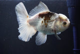 Thai Oranda  Panda 5 Inch (ID#1008R12c-122) Free2Day SHIPPING