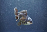 Baby Thai Oranda  Panda 3.5 Inch (ID#1011ToPTA-40) Free2Day SHIPPING