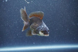 Baby Thai Oranda  Panda 3.5 Inch (ID#1011ToPTA-40) Free2Day SHIPPING