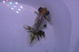 Butterfly  Calico 3.5 Inch (ID#228B8b-42) Free2Day SHIPPING