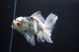 Thai Oranda  Panda 5 Inch (ID#1008R12c-122) Free2Day SHIPPING