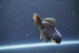 Baby Thai Oranda  Panda 3.5 Inch (ID#1011ToPTA-40) Free2Day SHIPPING