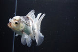 Thai Oranda  Panda 5 Inch (ID#1008R12c-122) Free2Day SHIPPING