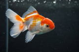 Baby Thai Oranda  Red White 3.5 Inch (ID#408TPTA-90) Free2Day SHIPPING