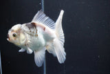 Thai Oranda  Panda 5 Inch (ID#1008R12c-122) Free2Day SHIPPING