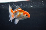 Baby Thai Oranda  Red White 3.5 Inch (ID#408TPTA-90) Free2Day SHIPPING